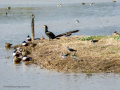 Avefría - Vanellus vanellus - Fredeluga europea