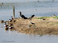 Avefría - Vanellus vanellus - Fredeluga europea