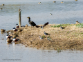 Avefría - Vanellus vanellus - Fredeluga europea