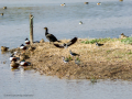 Avefría - Vanellus vanellus - Fredeluga europea