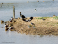 Avefría - Vanellus vanellus - Fredeluga europea