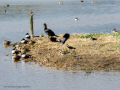Avefría - Vanellus vanellus - Fredeluga europea