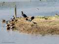 Avefría - Vanellus vanellus - Fredeluga europea