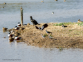 Avefría - Vanellus vanellus - Fredeluga europea
