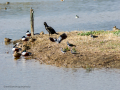 Avefría - Vanellus vanellus - Fredeluga europea