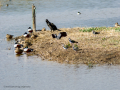 Avefría - Vanellus vanellus - Fredeluga europea