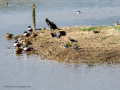 Avefría - Vanellus vanellus - Fredeluga europea