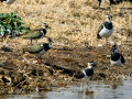 Avefría - Vanellus vanellus - Fredeluga europea