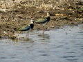 Avefría - Vanellus vanellus - Fredeluga europea