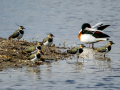 Avefría - Vanellus vanellus - Fredeluga europea