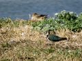 Avefría - Vanellus vanellus - Fredeluga europea