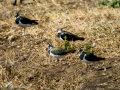 Avefría - Vanellus vanellus - Fredeluga europea