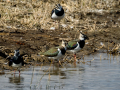 Avefría - Vanellus vanellus - Fredeluga europea