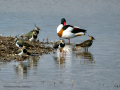 Avefría - Vanellus vanellus - Fredeluga europea