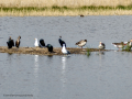Avefría - Vanellus vanellus - Fredeluga europea