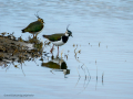 Avefría - Vanellus vanellus - Fredeluga europea