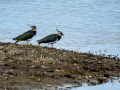 Avefría - Vanellus vanellus - Fredeluga europea