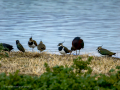 Avefría - Vanellus vanellus - Fredeluga europea