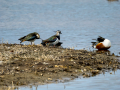 Avefría - Vanellus vanellus - Fredeluga europea