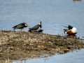 Avefría - Vanellus vanellus - Fredeluga europea