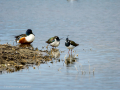 Avefría - Vanellus vanellus - Fredeluga europea