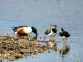 Avefría - Vanellus vanellus - Fredeluga europea
