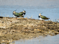 Avefría - Vanellus vanellus - Fredeluga europea