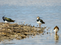 Avefría - Vanellus vanellus - Fredeluga europea