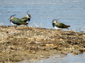 Avefría - Vanellus vanellus - Fredeluga europea