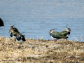 Avefría - Vanellus vanellus - Fredeluga europea