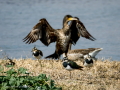 Avefría - Vanellus vanellus - Fredeluga europea