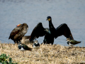 Avefría - Vanellus vanellus - Fredeluga europea