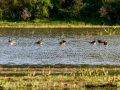 Avefría - Vanellus vanellus - Fredeluga europea