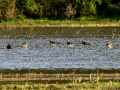 Avefría - Vanellus vanellus - Fredeluga europea