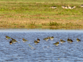 Avefría - Vanellus vanellus - Fredeluga europea