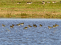 Avefría - Vanellus vanellus - Fredeluga europea