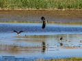 Avefría - Vanellus vanellus - Fredeluga europea