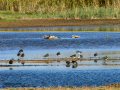 Avefría - Vanellus vanellus - Fredeluga europea