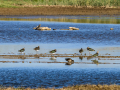 Avefría - Vanellus vanellus - Fredeluga europea