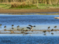 Avefría - Vanellus vanellus - Fredeluga europea