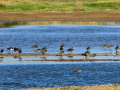 Avefría - Vanellus vanellus - Fredeluga europea