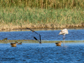 Avefría - Vanellus vanellus - Fredeluga europea