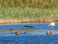 Avefría - Vanellus vanellus - Fredeluga europea