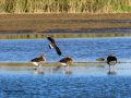 Avefría - Vanellus vanellus - Fredeluga europea