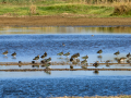 Avefría - Vanellus vanellus - Fredeluga europea
