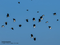 Avefría - Vanellus vanellus - Fredeluga europea