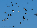 Avefría - Vanellus vanellus - Fredeluga europea