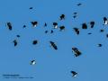 Avefría - Vanellus vanellus - Fredeluga europea