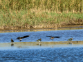 Avefría - Vanellus vanellus - Fredeluga europea