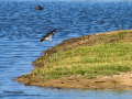 Avefría - Vanellus vanellus - Fredeluga europea